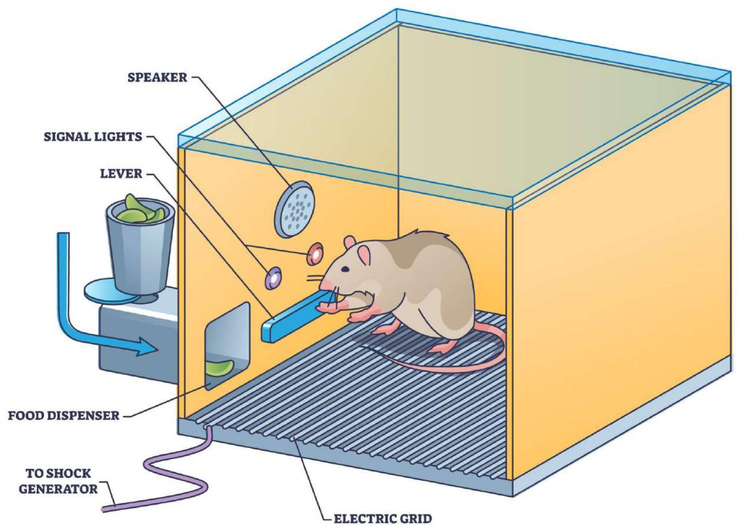 The figure illustrates a rodent model used to study the effects of food deprivation on the gut microbiota and immune response in mice. The setup includes a small, enclosed space with various components labeled to provide context for the experimental conditions.

1. **Food Dispenser**: Positioned on the left side of the enclosure, this component is connected to a food source, likely a bowl or container filled with food pellets. The dispenser ensures that the mice receive a consistent amount of food, which is crucial for maintaining their health and behavior.

2. **To Shock Generator**: This device is connected to the food dispenser via a blue tube. When activated, it generates an electrical shock, which is used to induce stress or anxiety in the mice. This stressor is essential for studying the impact of food deprivation on the gut microbiota and immune response.

3. **Electric Grid**: Located at the bottom of the enclosure, this grid is likely used to measure electrical activity or other physiological parameters. It provides a controlled environment for monitoring the mice's behavior and responses.

4. **Speaker**: Positioned at the top of the enclosure, this speaker is probably used to produce sound or other auditory stimuli. The sound waves generated by the speaker can be detected and analyzed in relation to the mice's behavior.

5. **Signal Lights**: These lights are likely used to illuminate the enclosure and provide visual cues for the mice. They help in monitoring their behavior, especially during the experiment.

6. **Levers**: There are two levers in the enclosure, one near the food dispenser and another near the shock generator. These levers might be used to control certain aspects of the experiment, such as the timing or intensity of the shocks.

7. **Levers**: Another set of levers is located near the electric grid, possibly used to adjust or measure electrical parameters.

The overall setup suggests a controlled environment designed to study the effects 