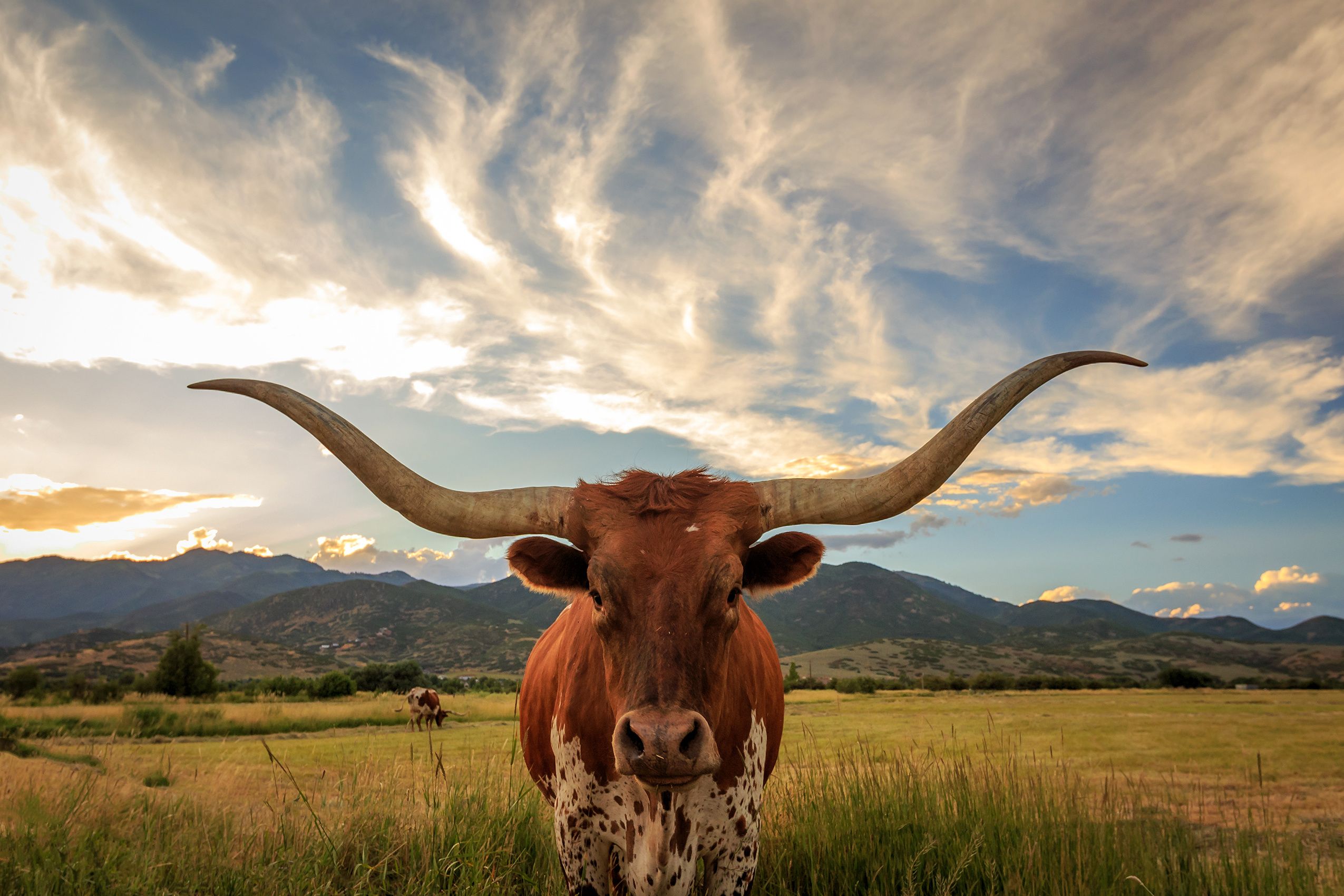 Cover of Video Game Industry Impact: Texas